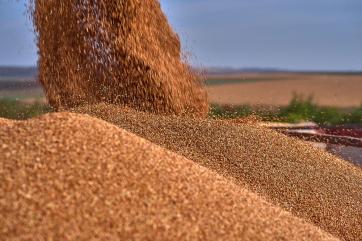 Экспортные пошлины привели к снижению цен на пшеницу – МЭР